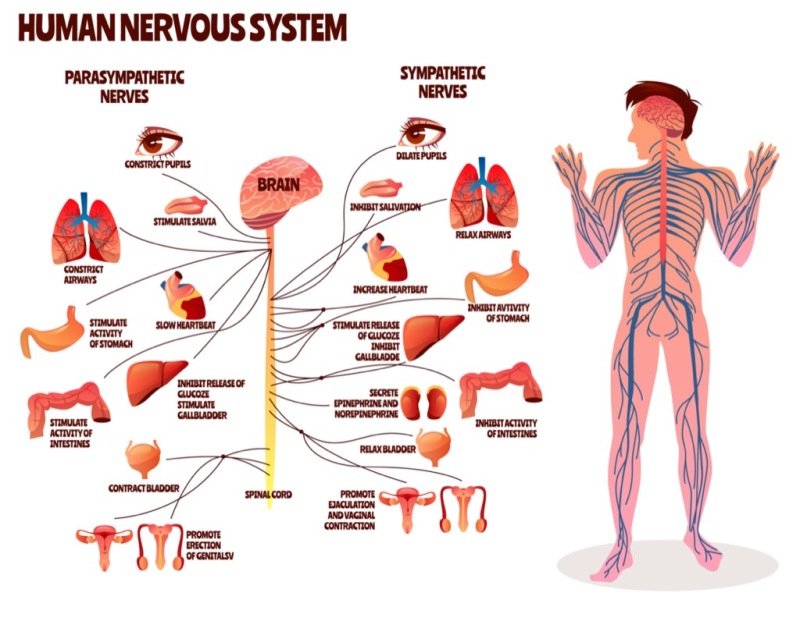 Nervensystem