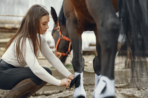 Studium Veterinärakupunktur für Pferde